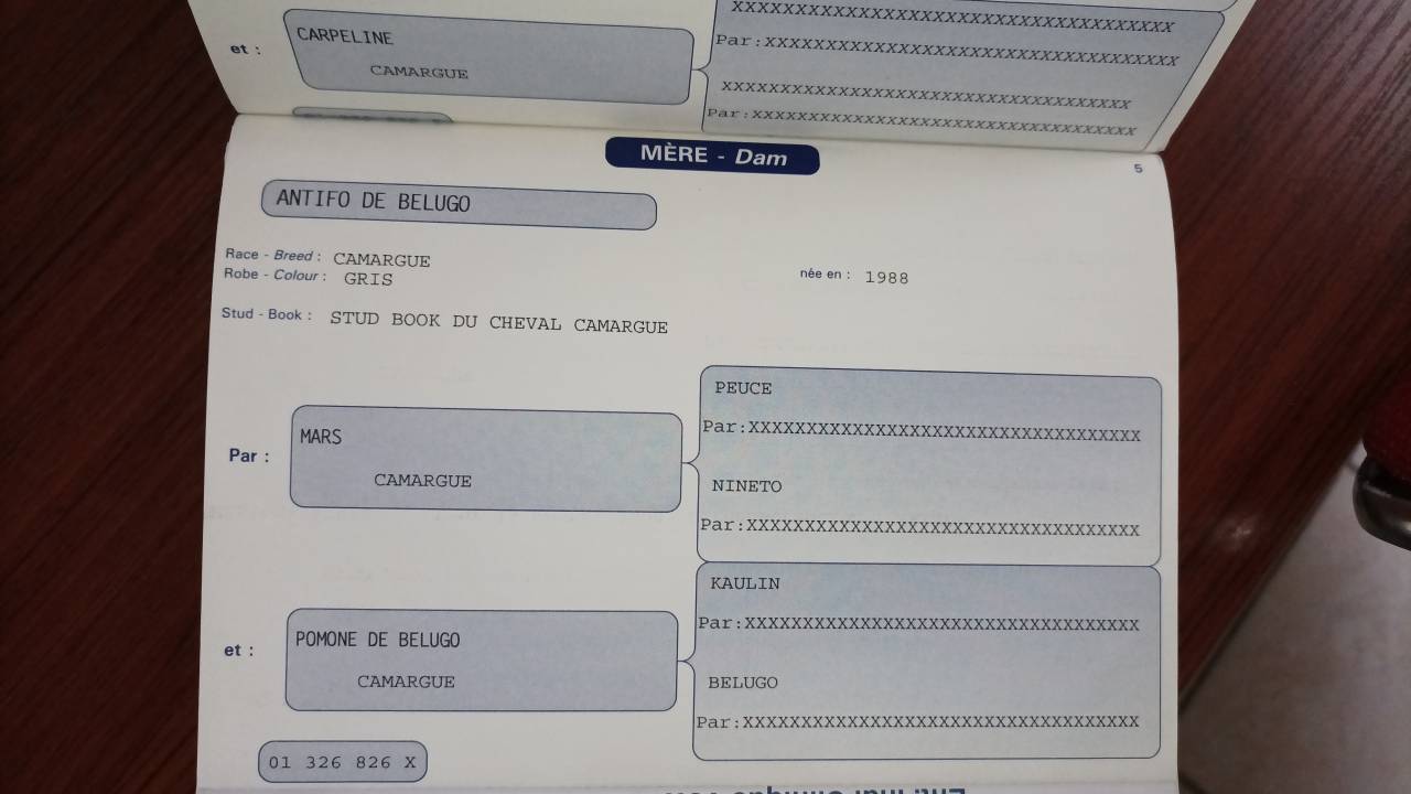 Jument Camarguaise avec papiers 