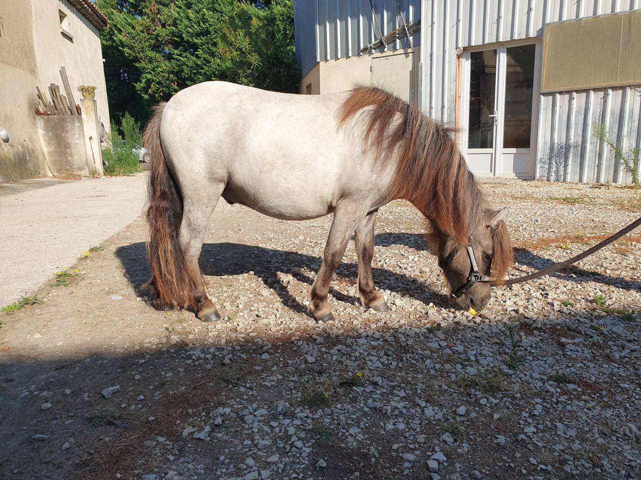 Poulain shetland pp