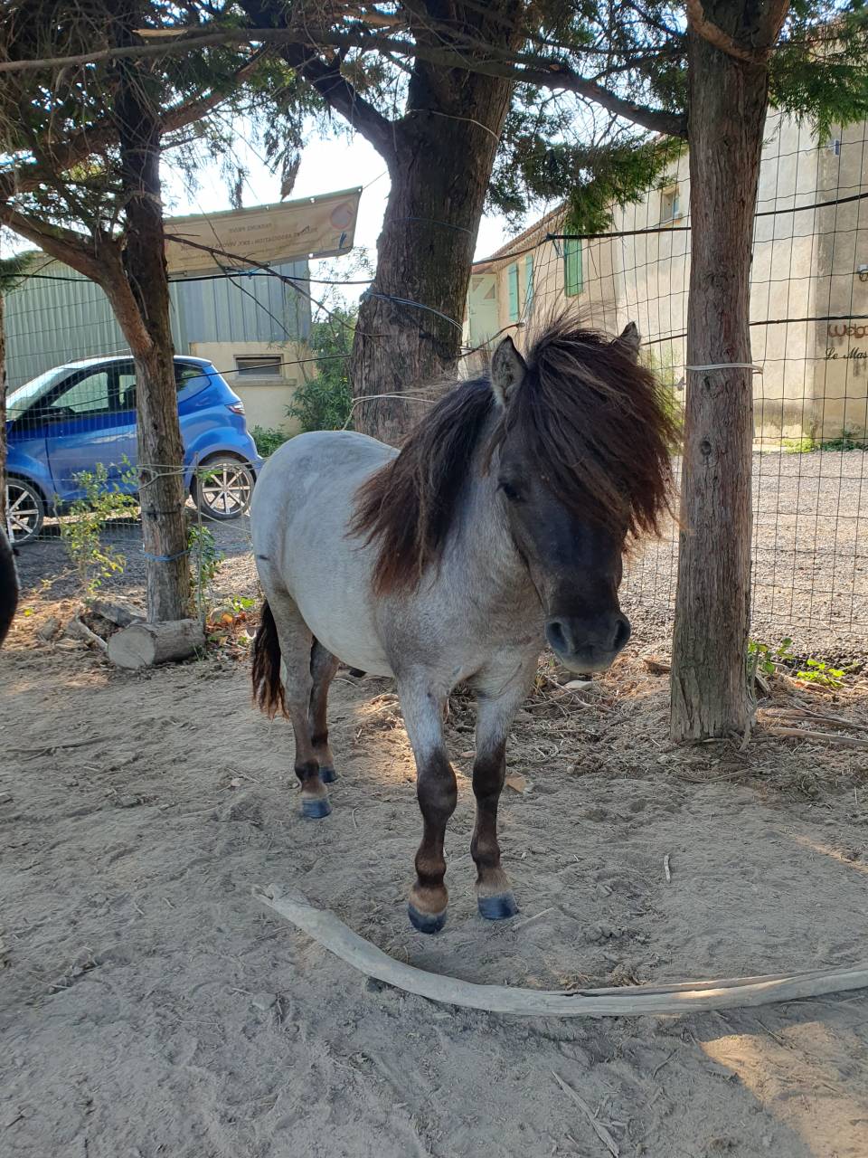 Poulain shetland pp