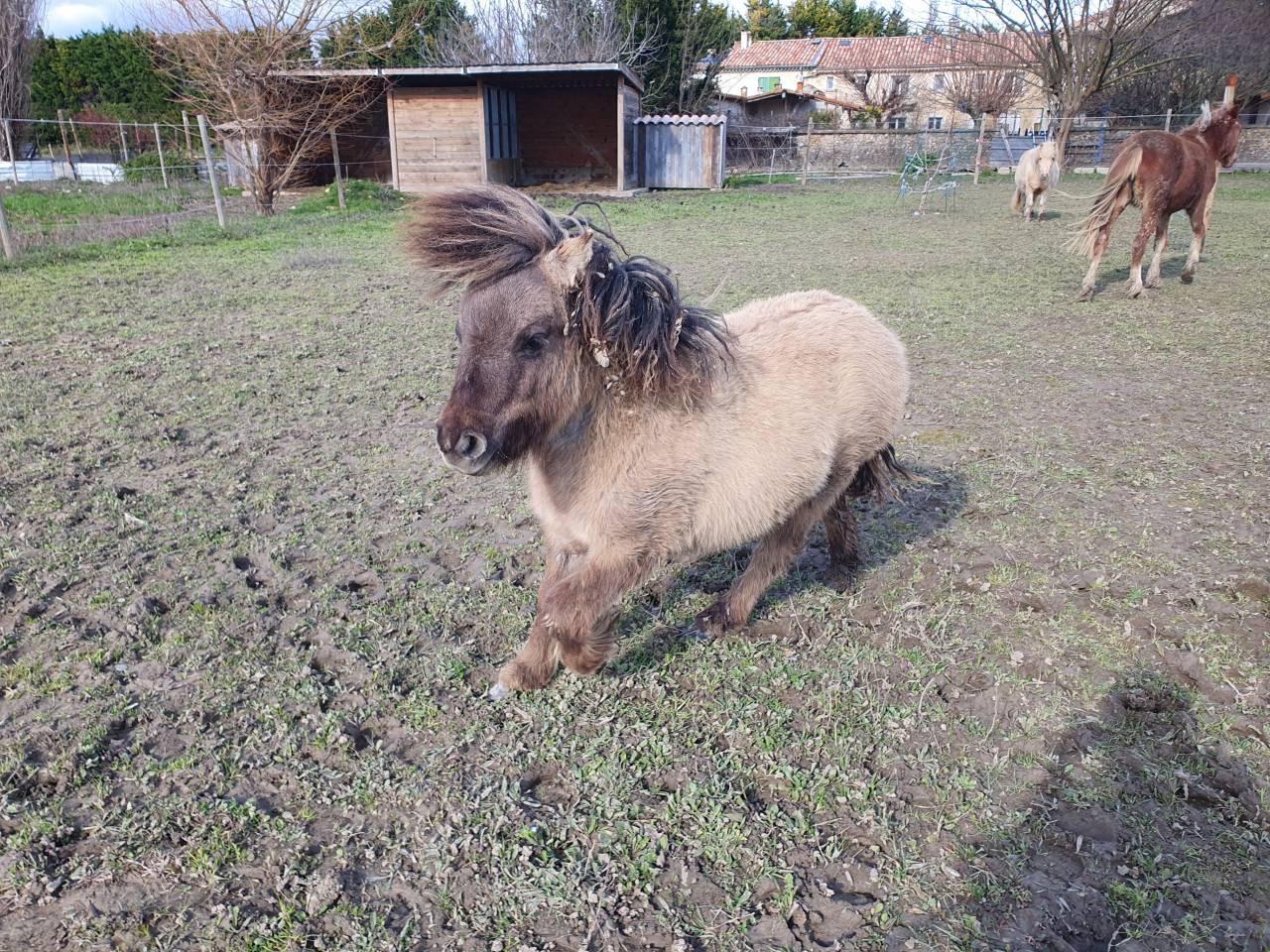 Poulain shetland pp