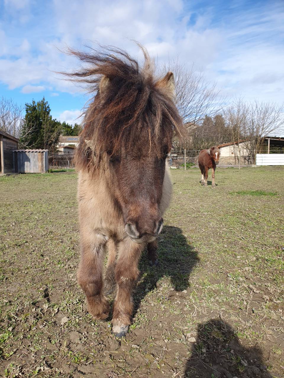 Poulain shetland pp
