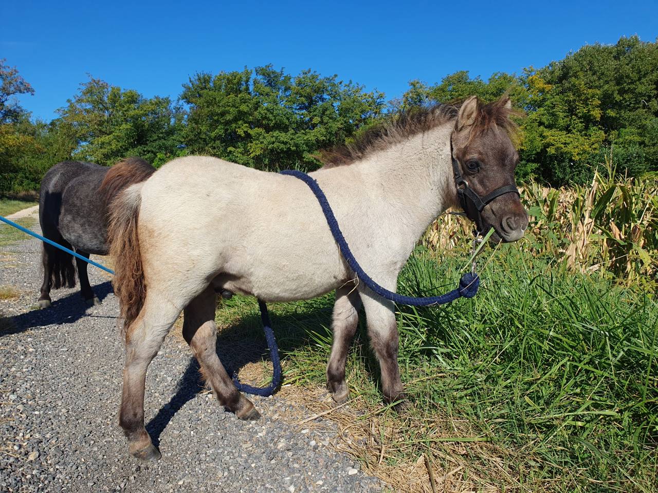 Poulain shetland pp