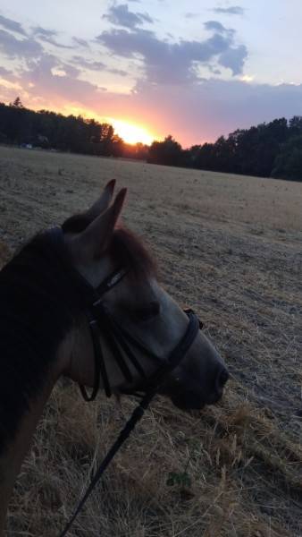 poney selle fran&ccedil;ais a vendre