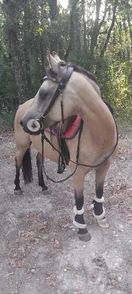 poney selle fran&ccedil;ais a vendre