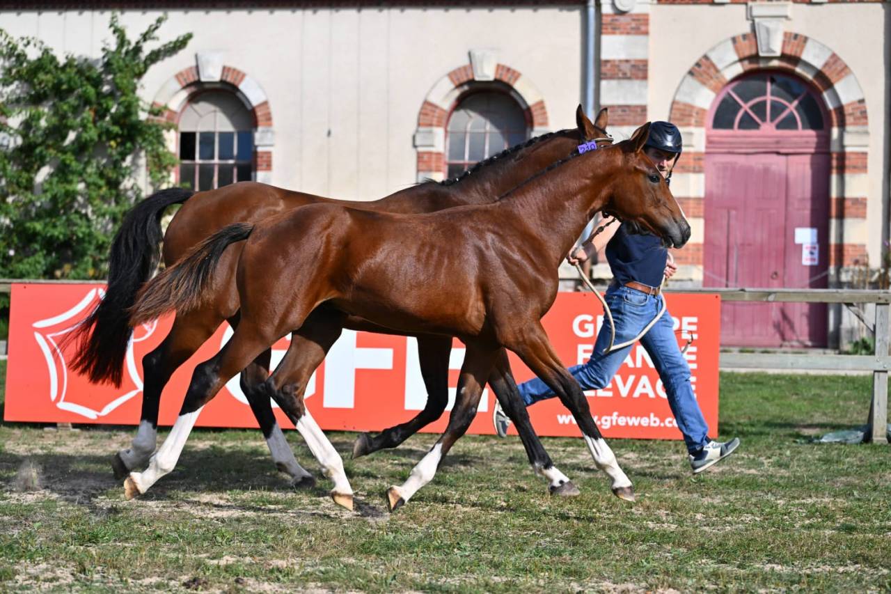 Foal Selle Fran&ccedil;ais &agrave; vendre