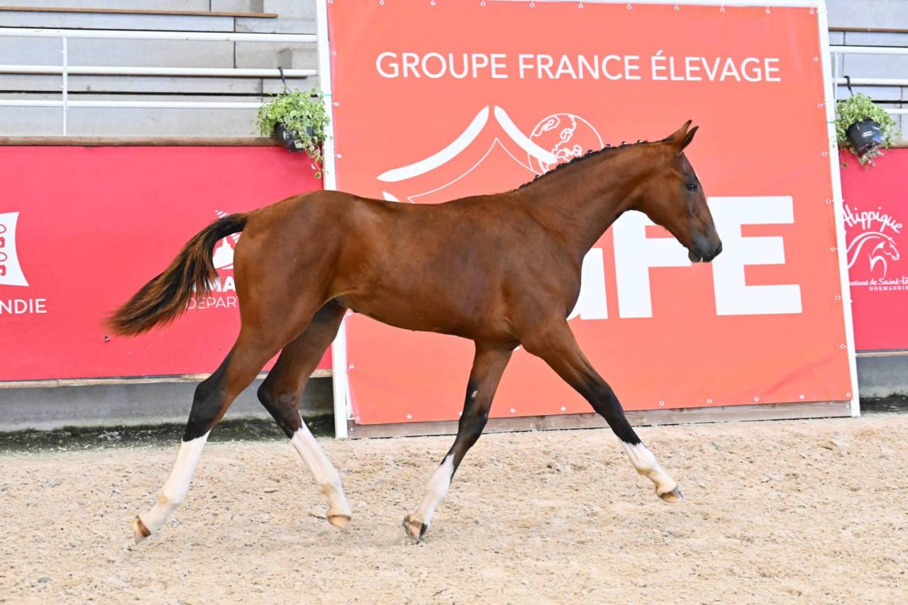 Foal Selle Fran&ccedil;ais &agrave; vendre