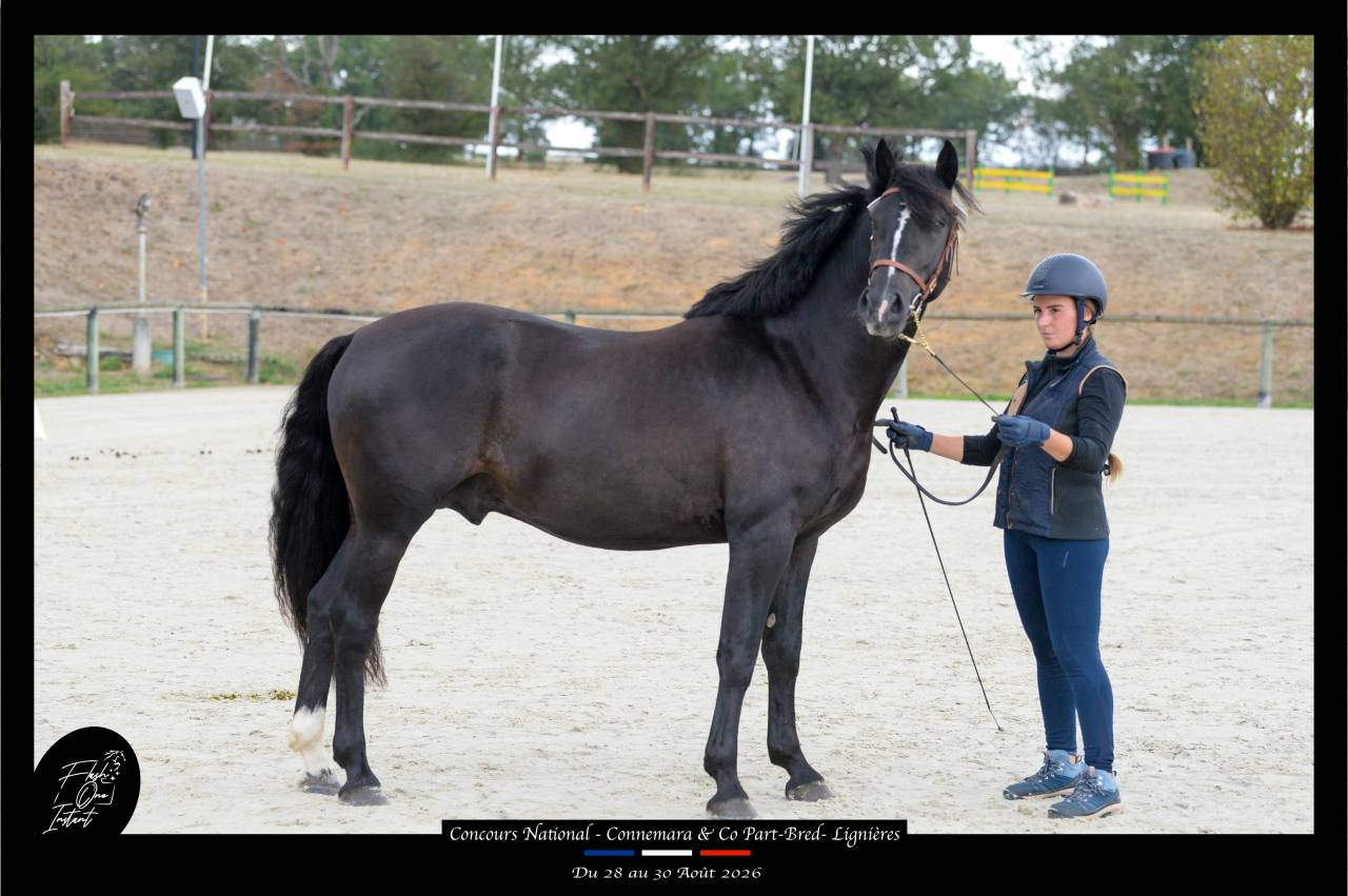 Poney D Connemara 3 ans (male)