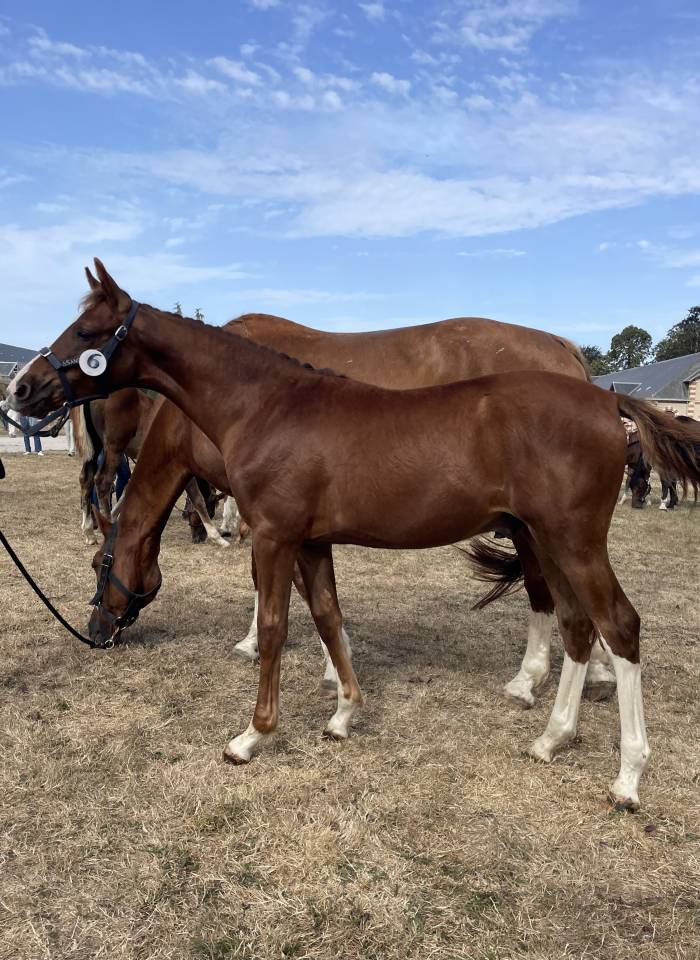 &Agrave; vendre foals de 6 mois par TAALEX