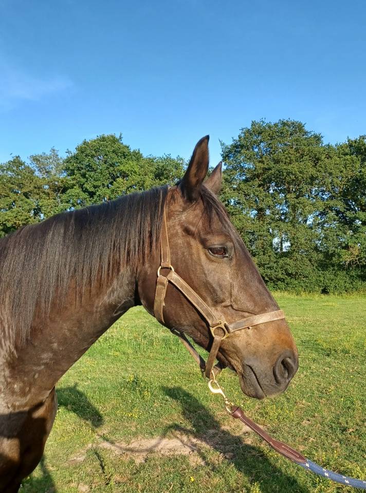 Vends pouliniere SF pleine de Candy de Nantuel, 1.64 m 