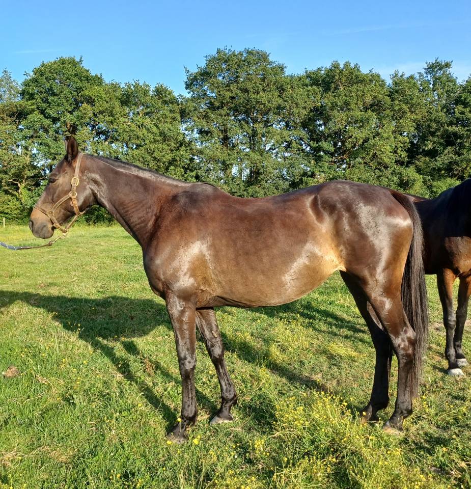 Vends pouliniere SF pleine de Candy de Nantuel, 1.64 m 