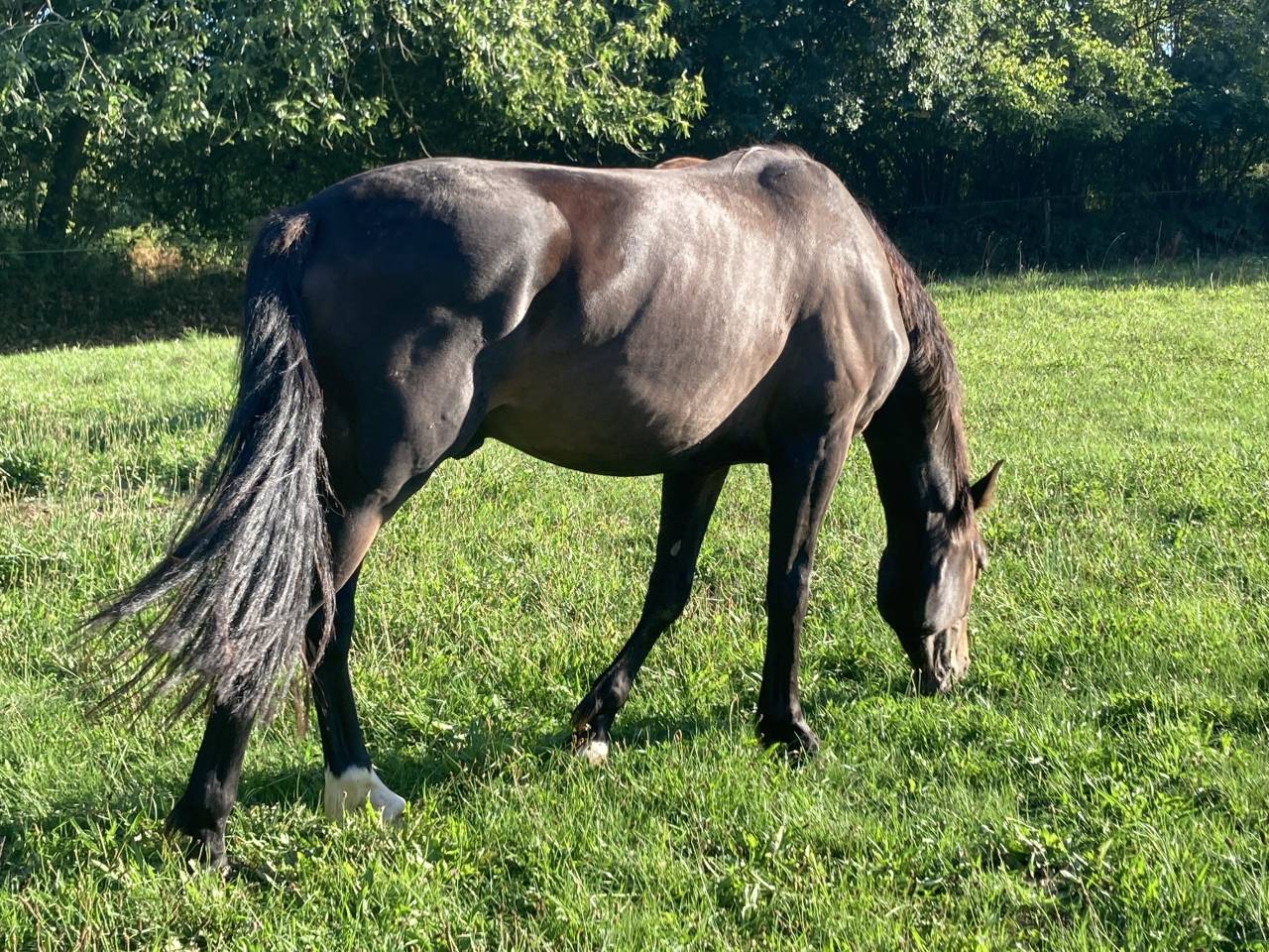 Cheval Hongre 3 ans Bai Brun