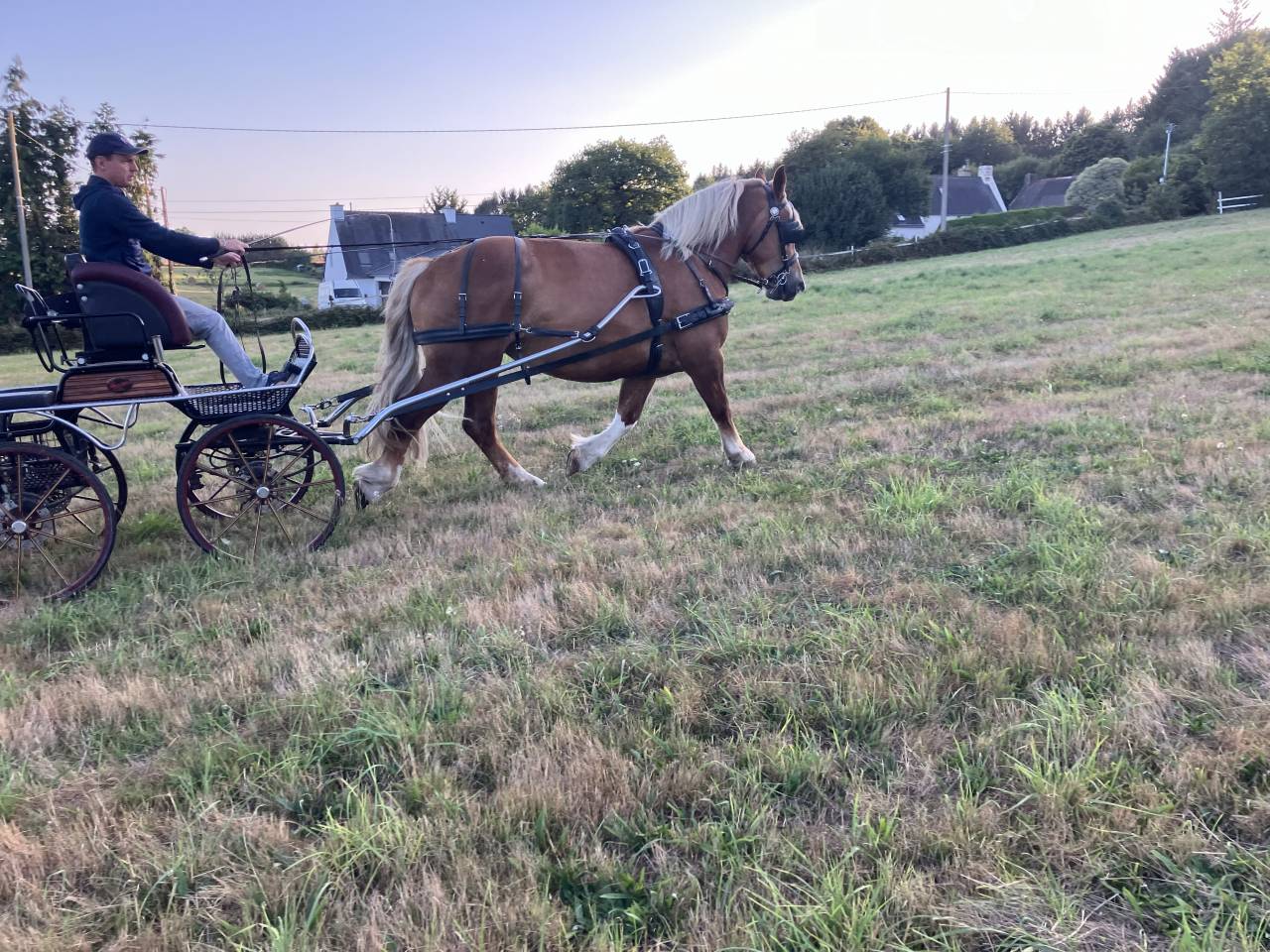 Cheval breton attel&eacute; et mont&eacute;