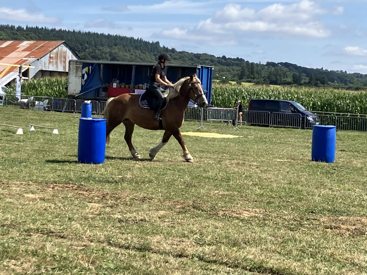Cheval breton attel&eacute; et mont&eacute;