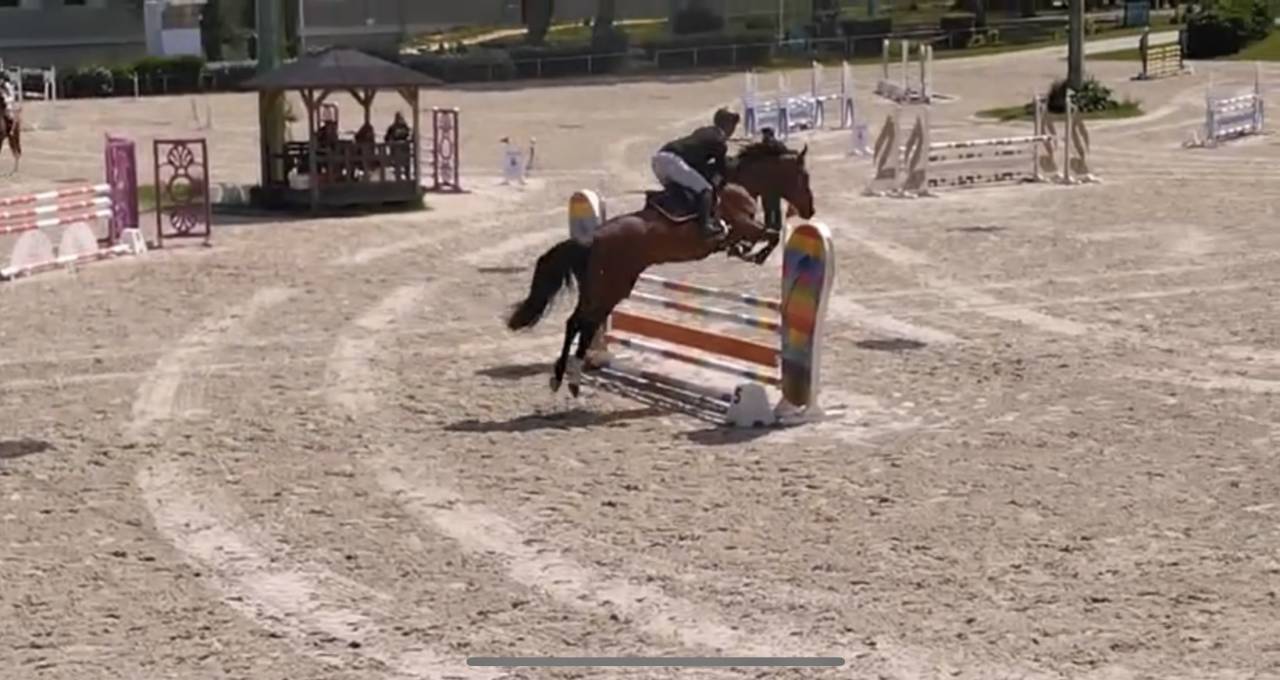 Jument SF de 5 ans - 165cm - par CANTURANO X JARNAC
