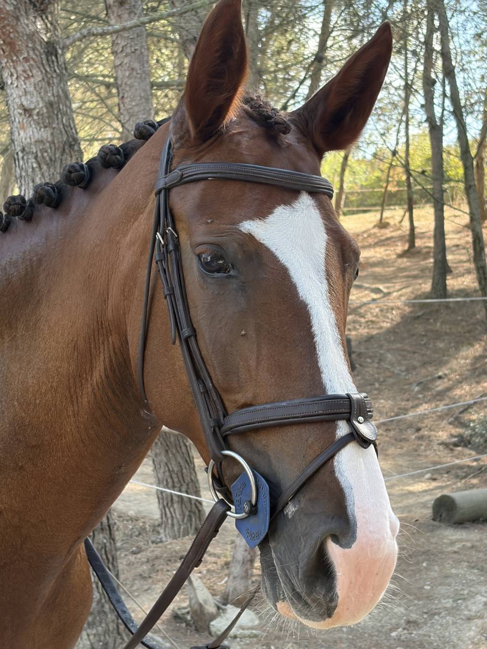 Jument westphalien