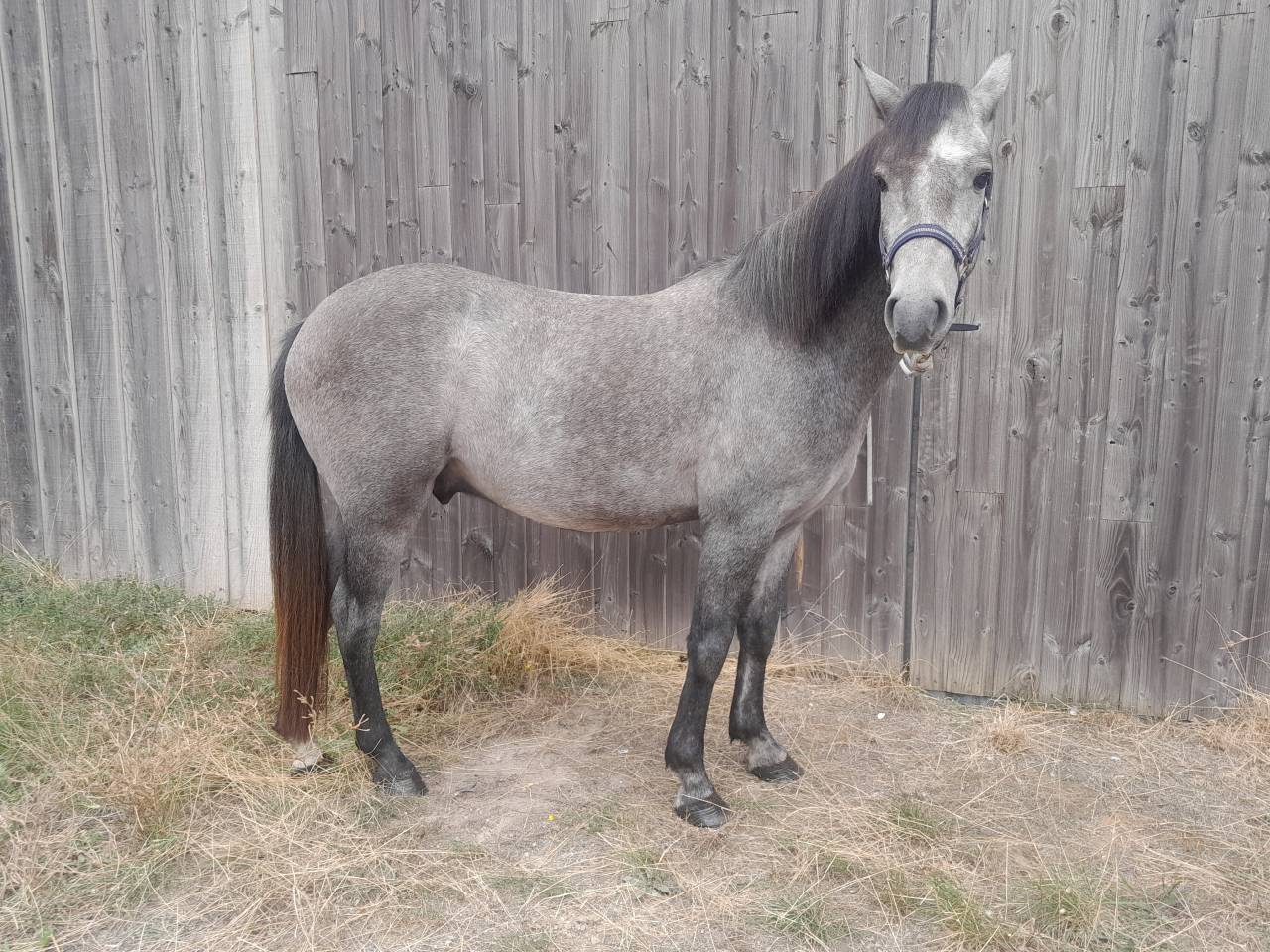 Nimbo des Geais