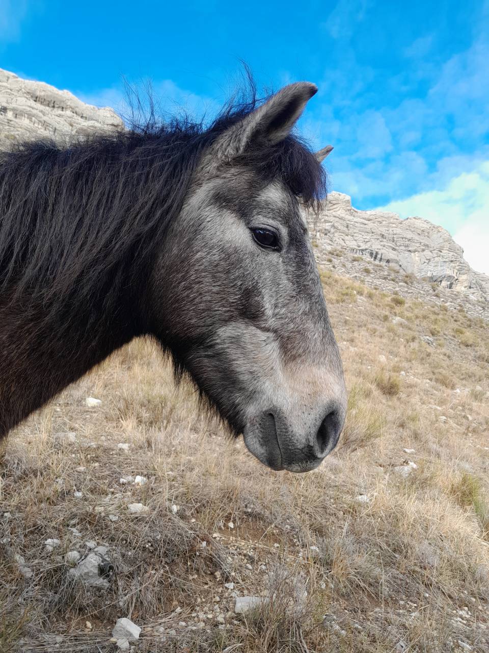Nimbo des Geais