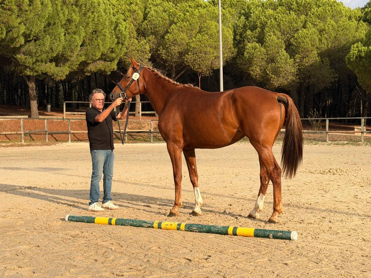 Jument SF 3 ans &ndash; Casallo Z &times; Kannan &ndash; 168 cm