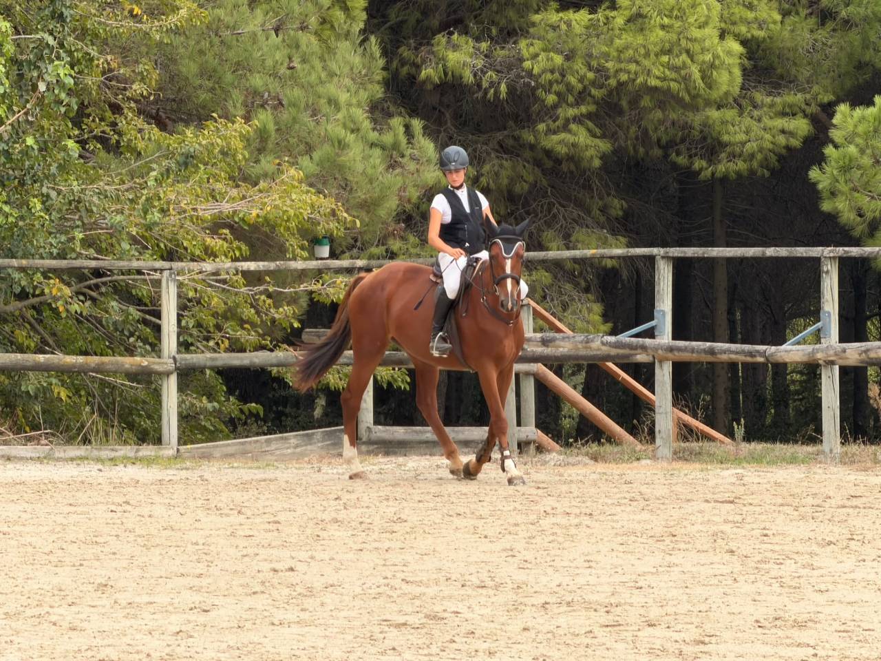 Jument SF 3 ans &ndash; Casallo Z &times; Kannan &ndash; 168 cm