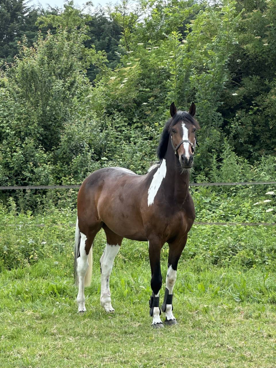 Hongre potentiel 135