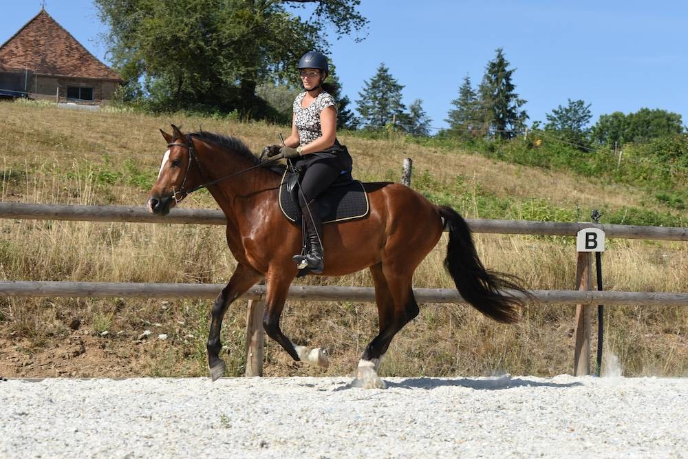 Hongre Franches-Montagnes pp