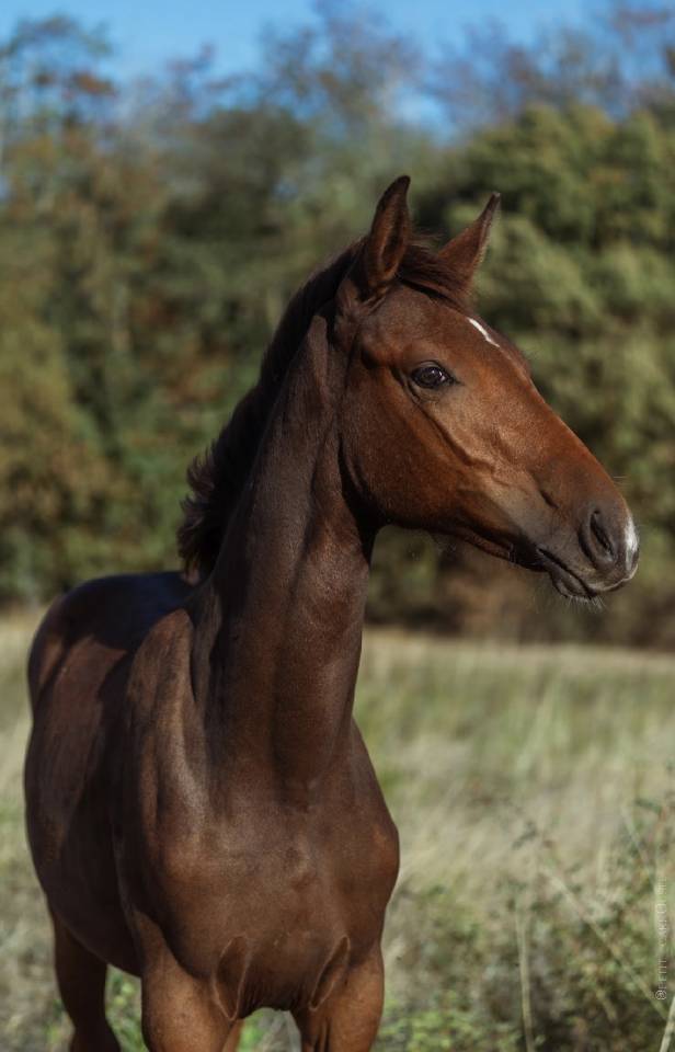 Chic Pouliche Noire Pangar&eacute; CSO 