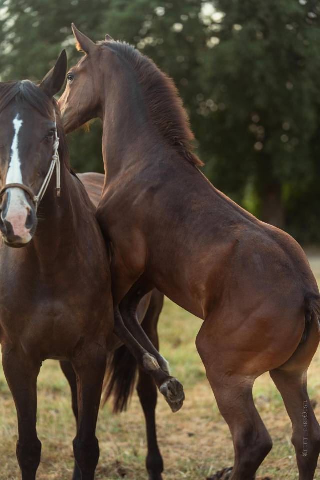 Chic Pouliche Noire Pangar&eacute; CSO 