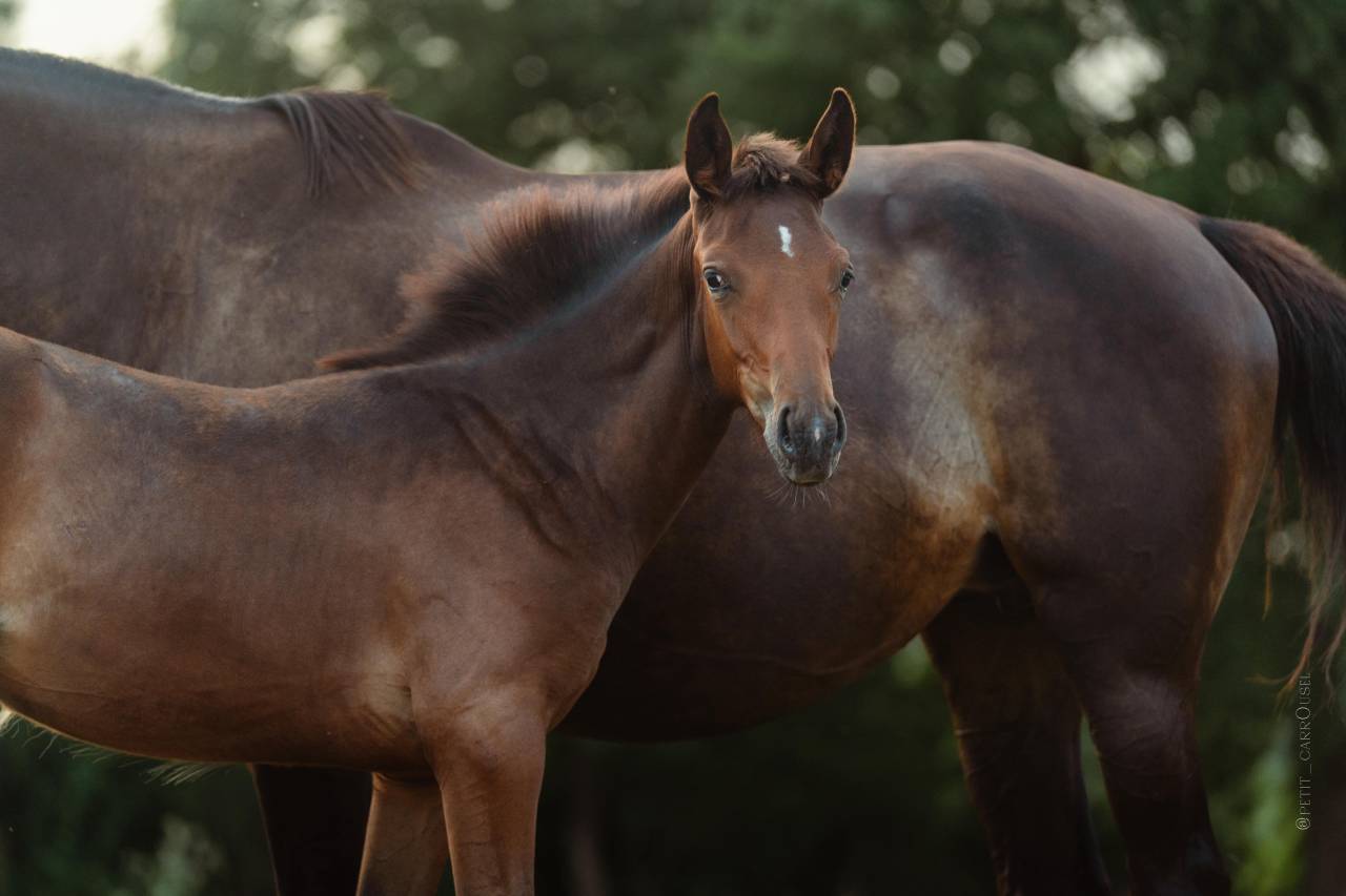Chic Pouliche Noire Pangar&eacute; CSO 