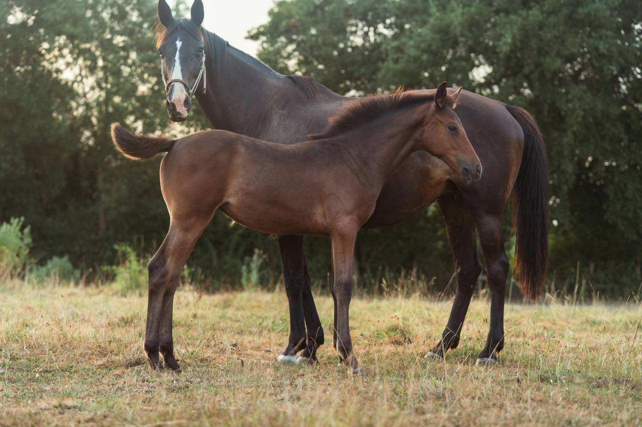 Chic Pouliche Noire Pangar&eacute; CSO 