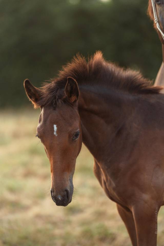 Chic Pouliche Noire Pangar&eacute; CSO 