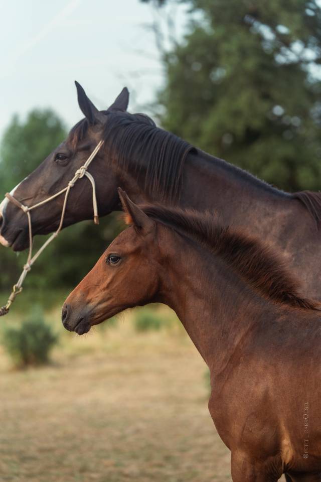 Chic Pouliche Noire Pangar&eacute; CSO 