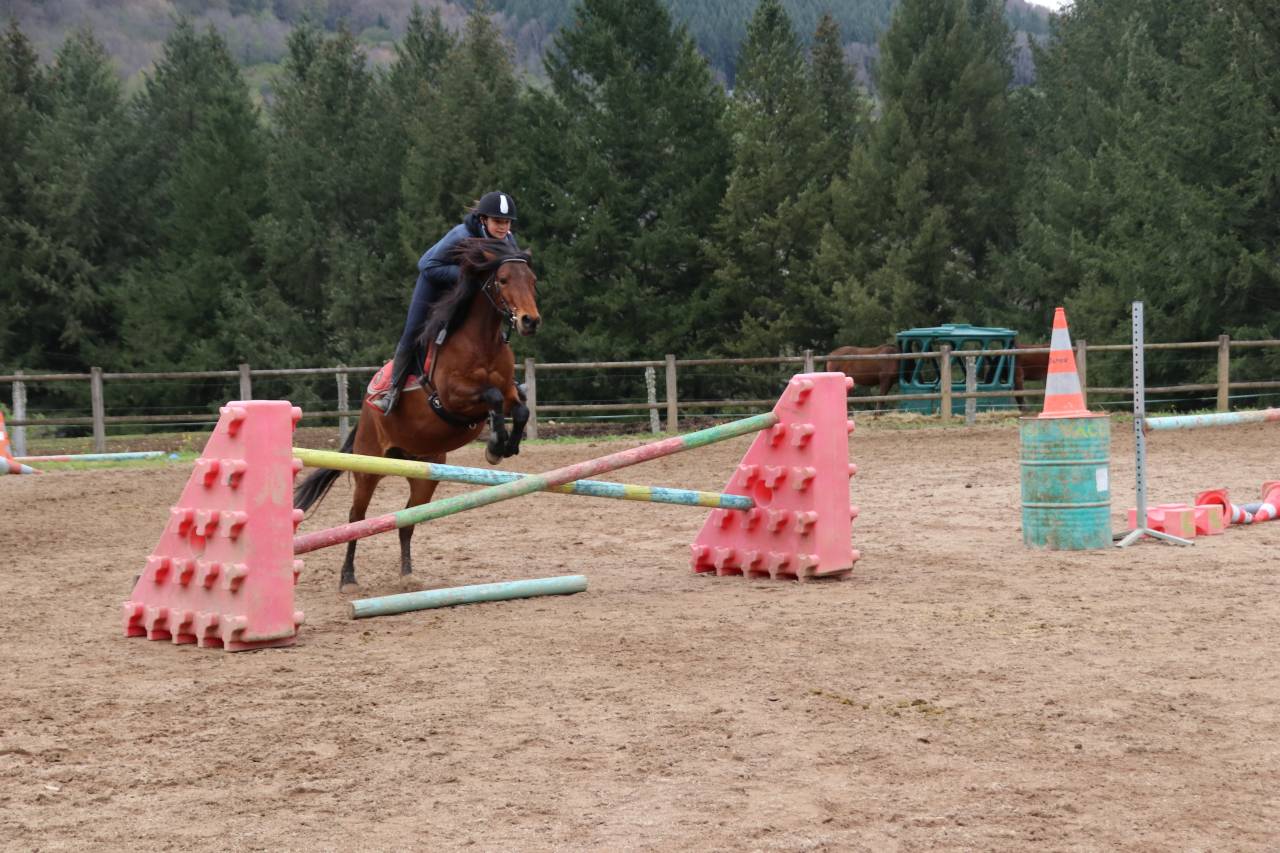 Poney Connemara