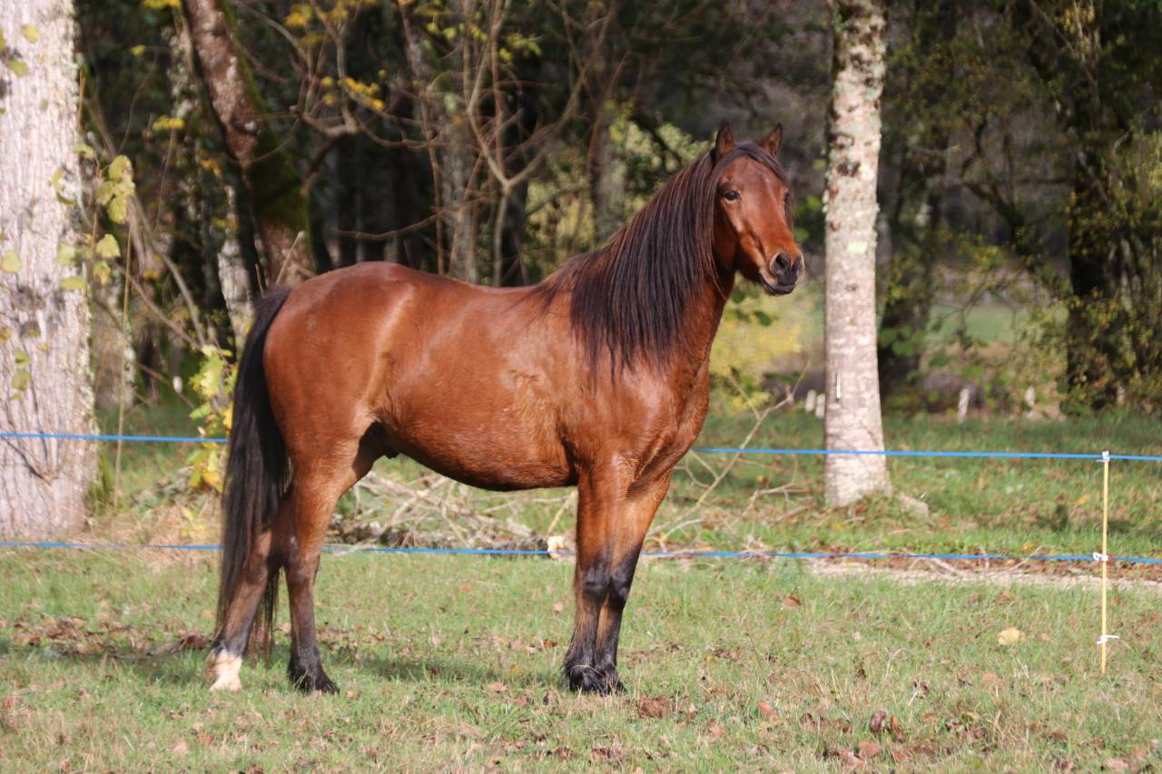 Poney Connemara