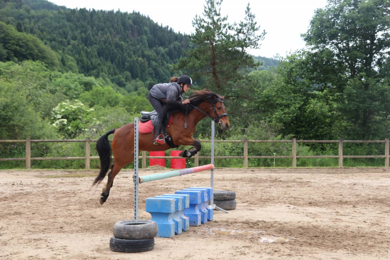 Poney Connemara