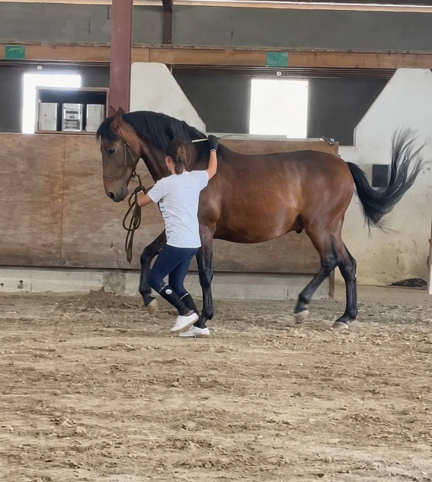 Super cheval polyvalent PP &mdash; 9 ans 