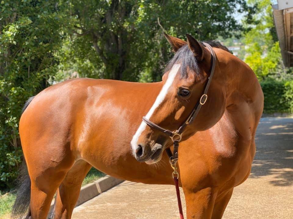 AV pour bonne maison - Jument KWPN 11 ans x Glamourdale