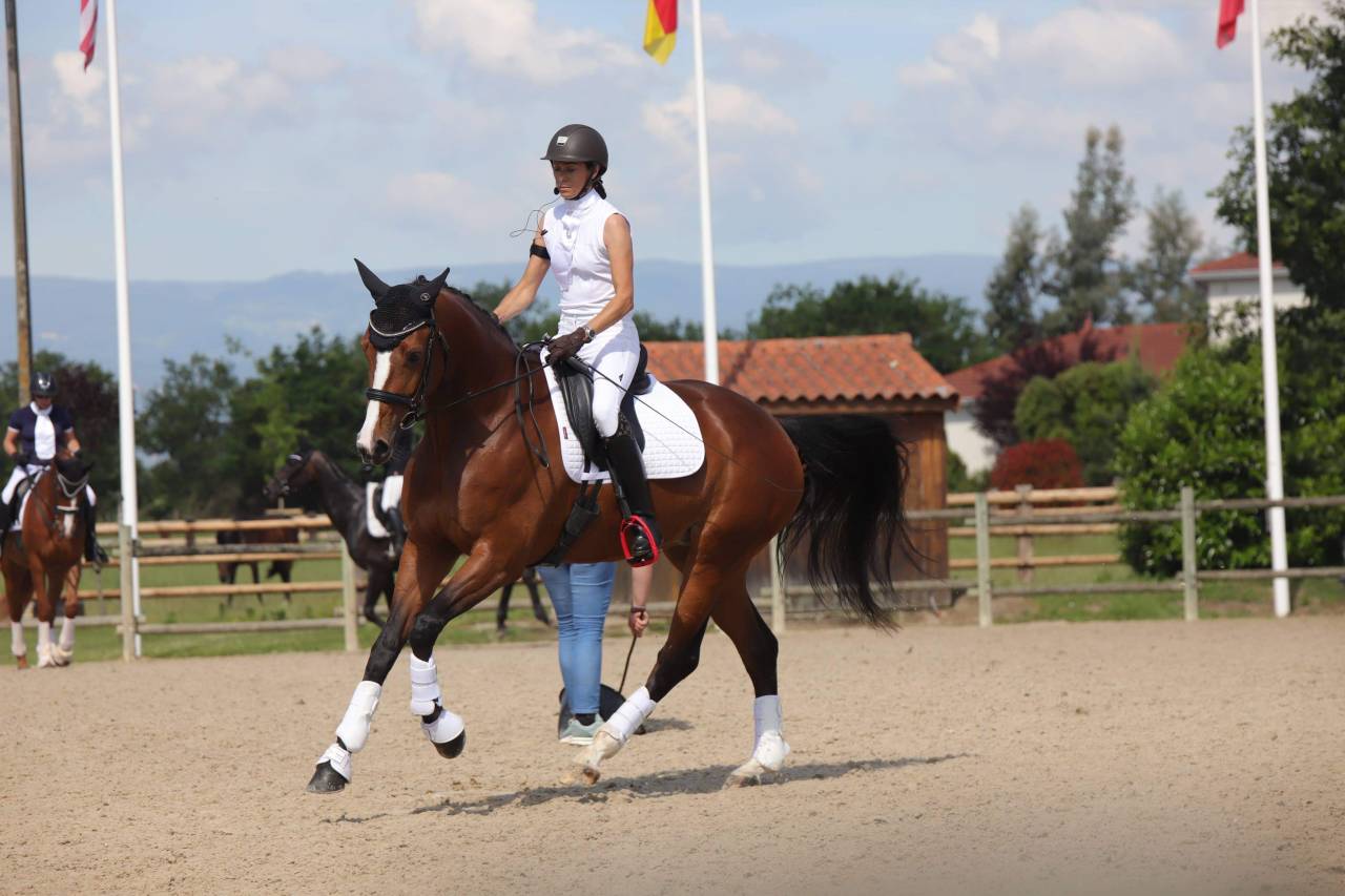 Jument KWPN - Origines Dressage pour Elevage/Loisirs