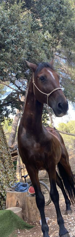 Pure race espagnole compagnie 
