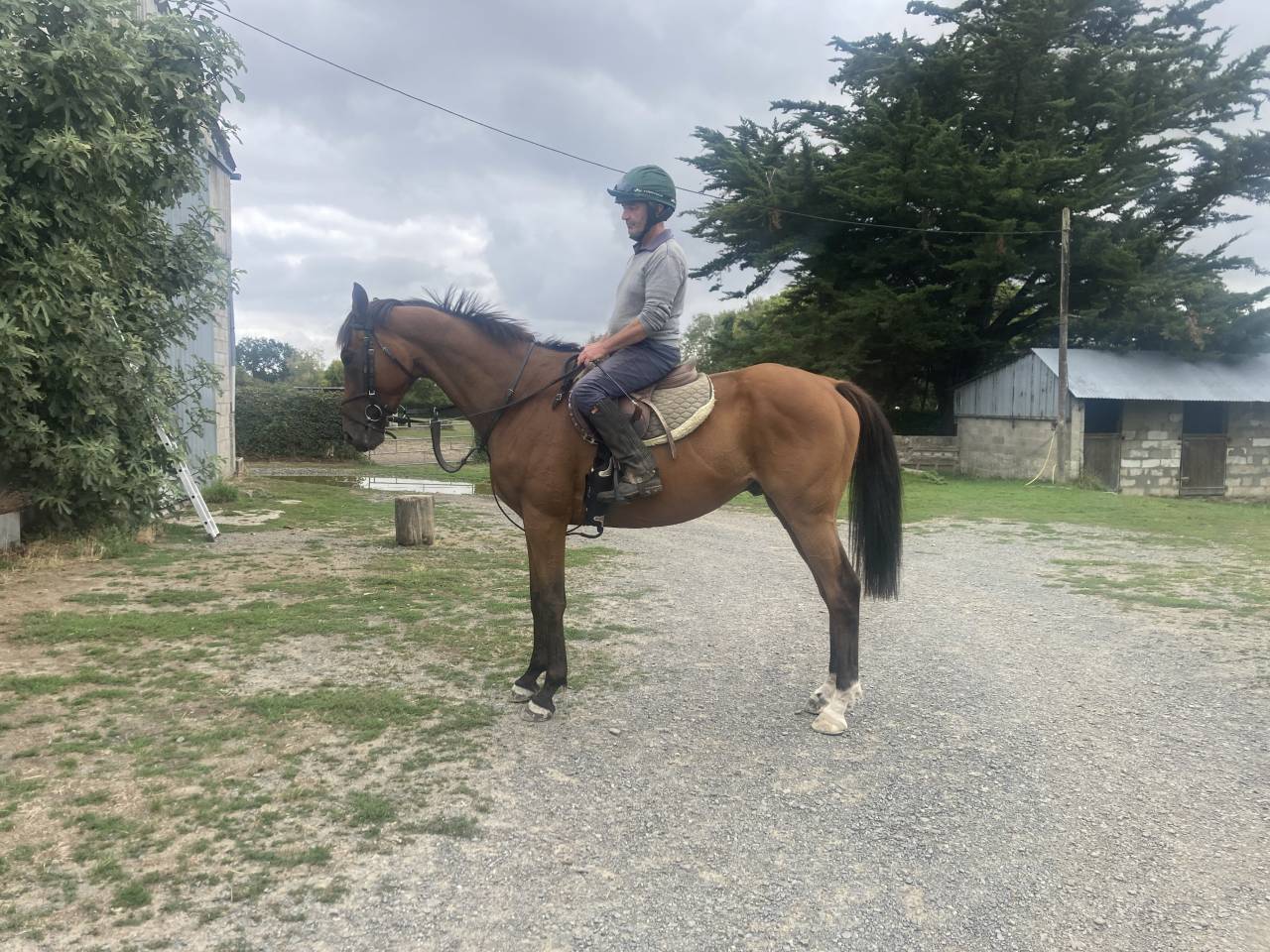 Hongre Pur-sang bai de 5 ans, 1,65 m