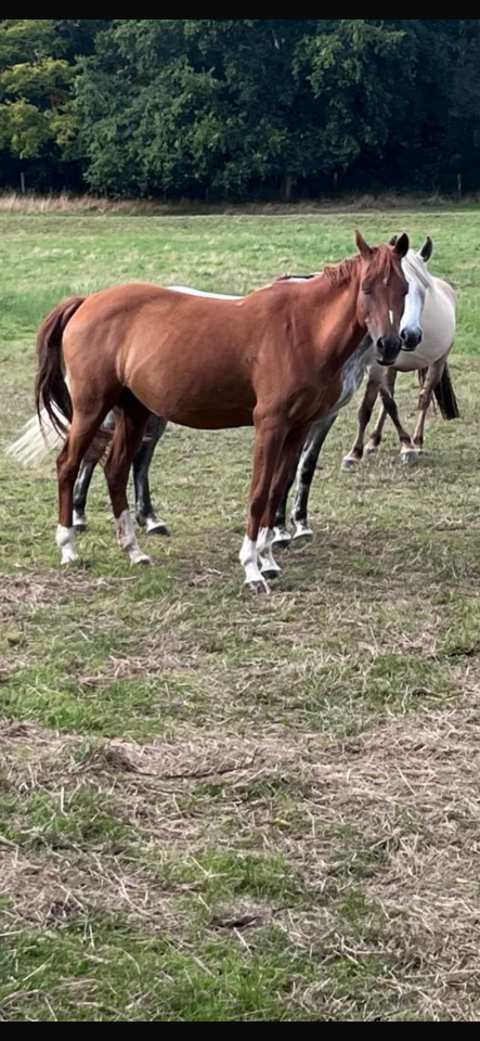 A VENDRE Welsh K DE 19 ANS EN PLEINE FORME 