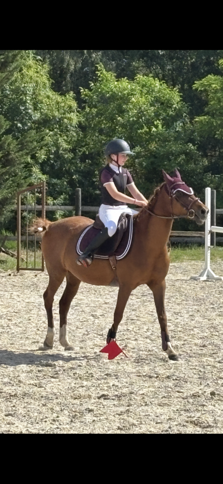 A VENDRE Welsh K DE 19 ANS EN PLEINE FORME 