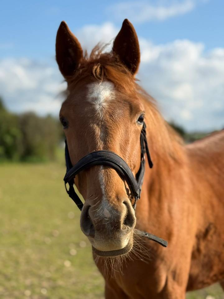 Pouliche 2 ans et demie 