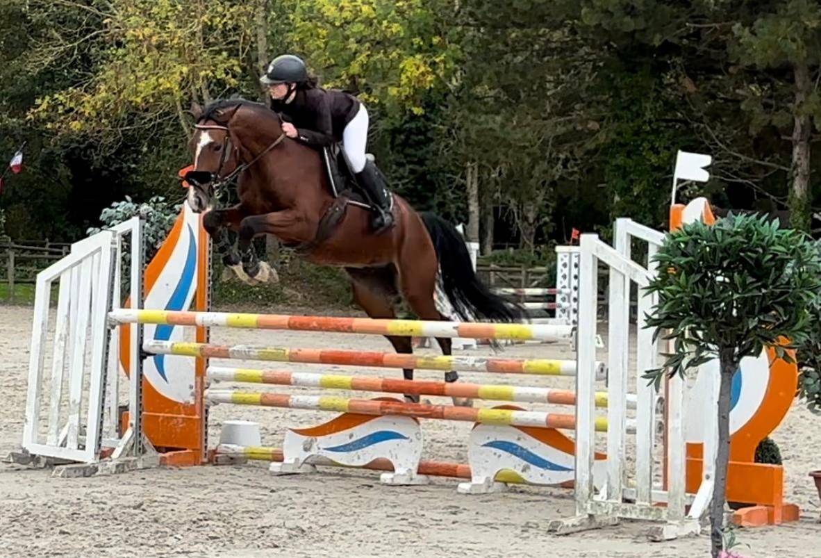 Cheval Selle Fran&ccedil;ais 
