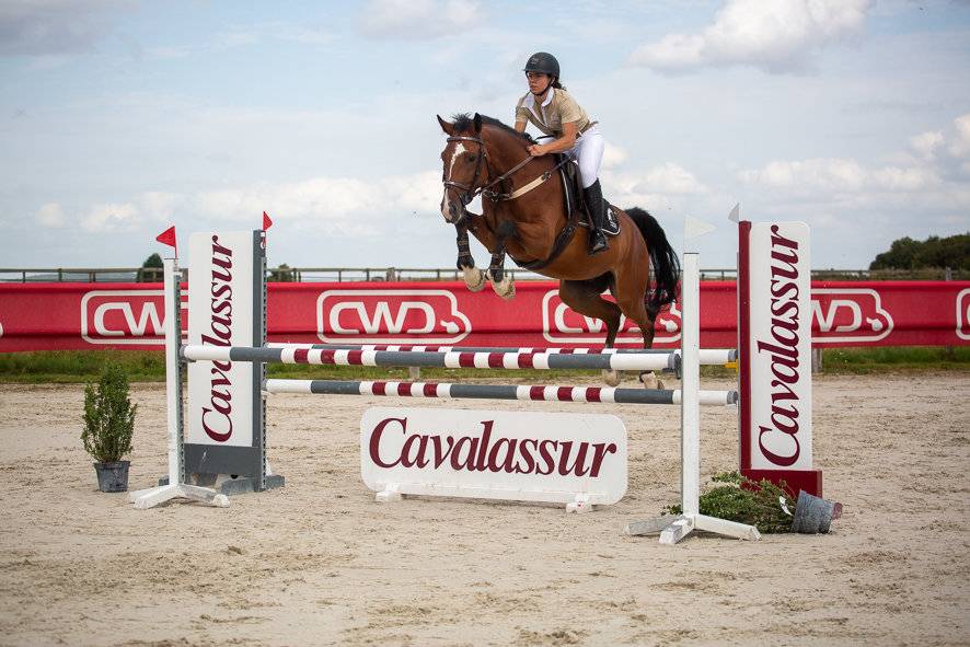 Cheval Selle Fran&ccedil;ais 
