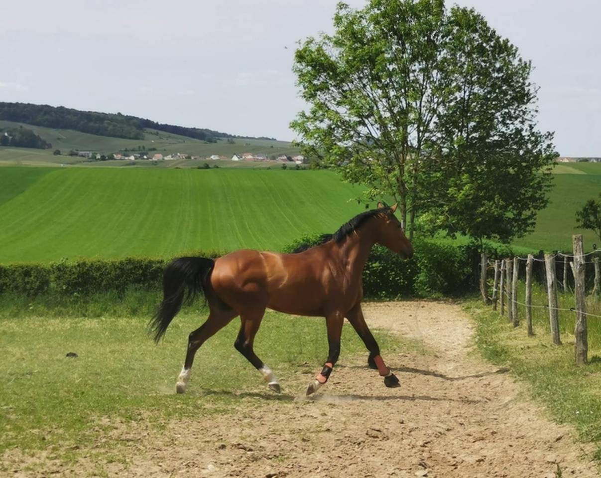 Cheval Selle Fran&ccedil;ais 