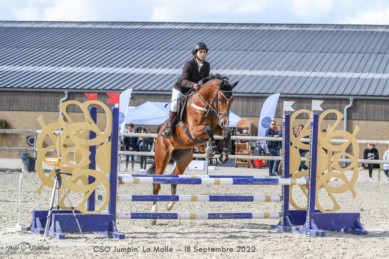 Cheval Selle Fran&ccedil;ais 