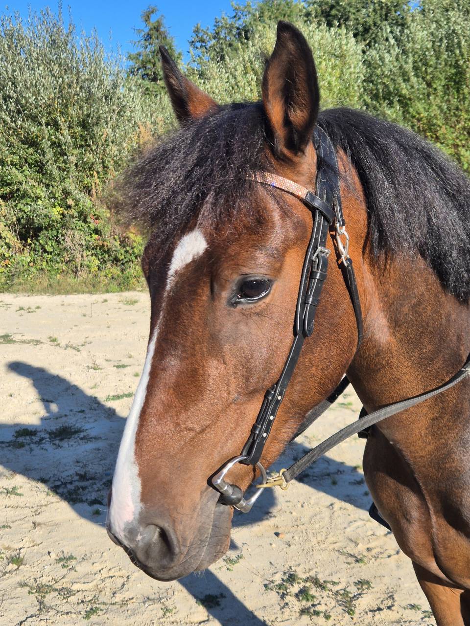 Poney 4 ans pour loisir mod&eacute;r&eacute;
