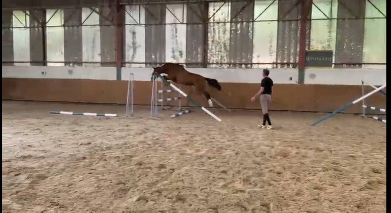 Jument 4 ans selle fran&ccedil;ais originel 