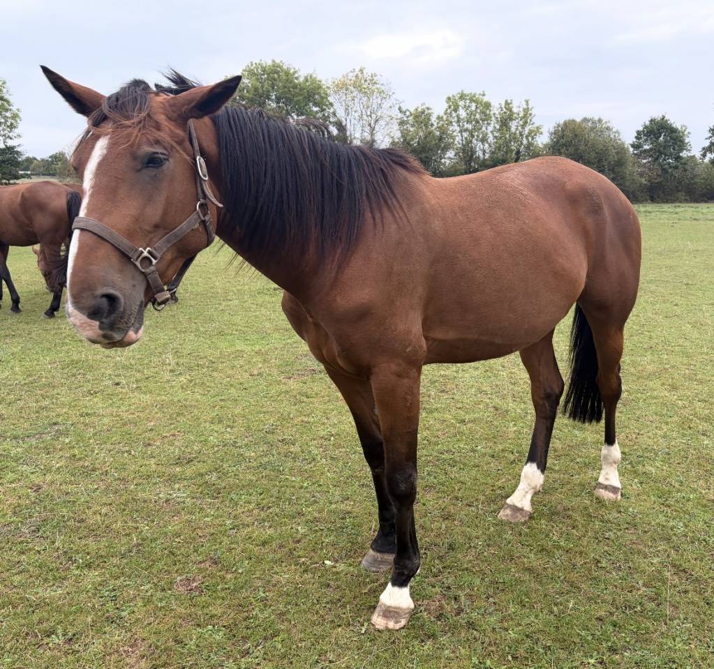 Trotteuse fran&ccedil;aise &agrave; vendre