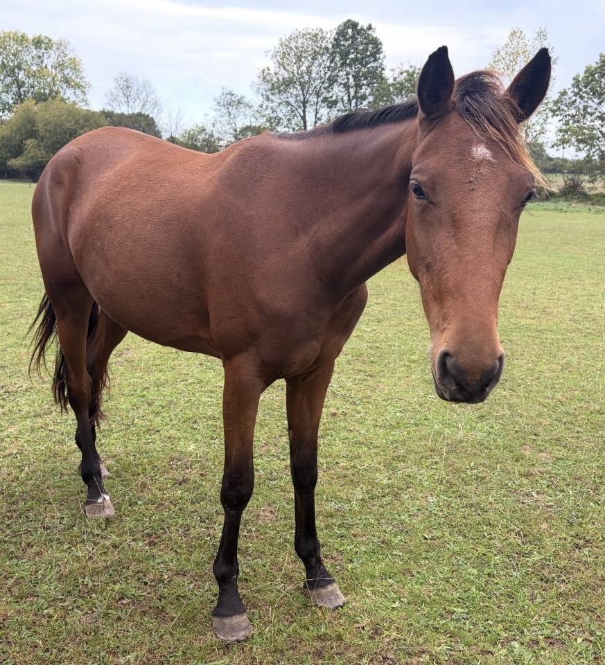 Trotteur fran&ccedil;aise &agrave; vendre 